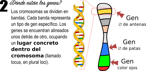 Tema 13.1 Teoría Cromosómica